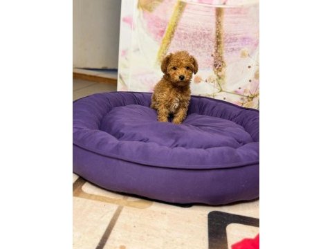 Toy poodle yavrular