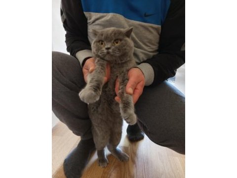 Eş bulma british shorthair