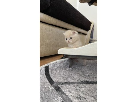 50 günlük scottish fold yavrularımıza yeni yuva arıyoruz