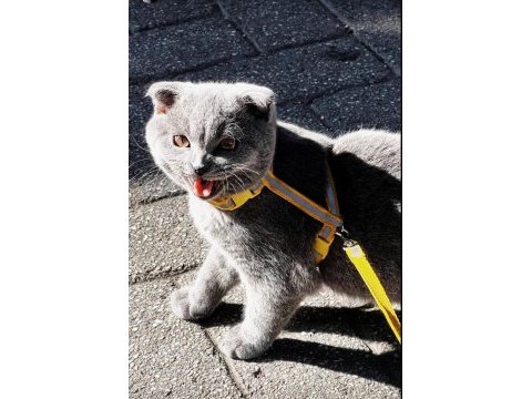 British kedim shorthair