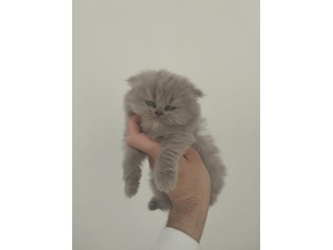 Scottish fold bebeğimiz