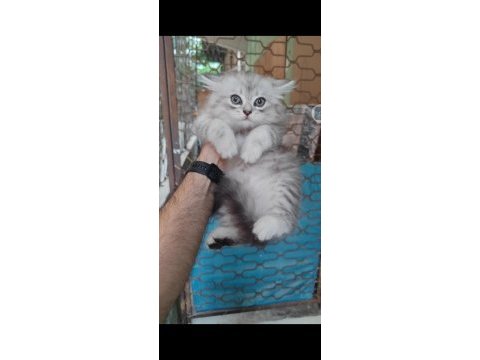 British shorthair kedisi