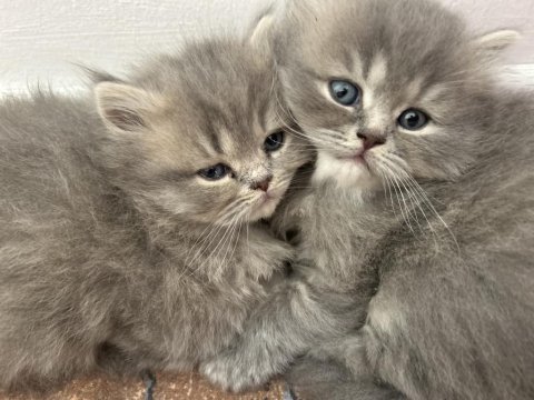 British longhair sahiplendirme