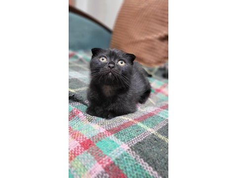 Scottish fold black tabby baby