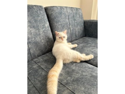 Iran kedisi persian