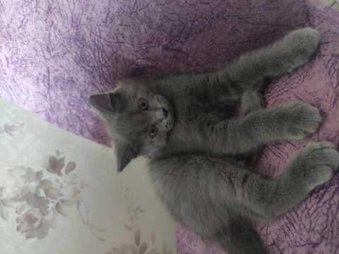 British shorthair erkek 2 aylık