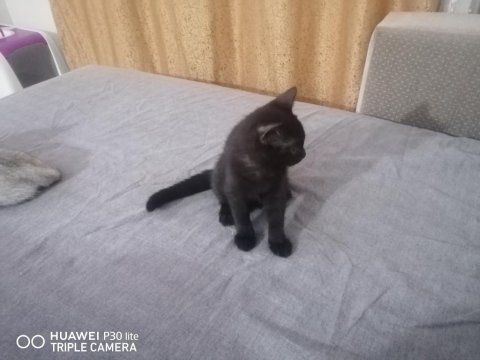 İki yavru 3 aylık british shorthair