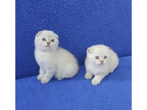 Teslime  hazır mavi boncuk pıtırcıklar kaçırmayın