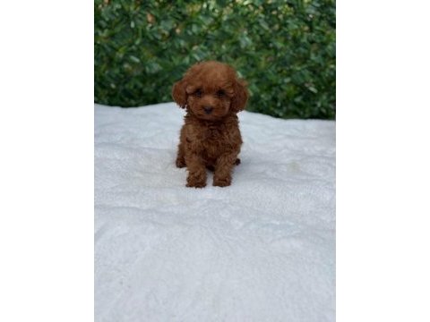 Mükemmel güzellikteki toy poodle yavrularımız 