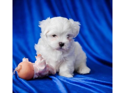 Maltese köpeği yavruları