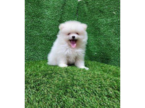 Pomeranian yavrular