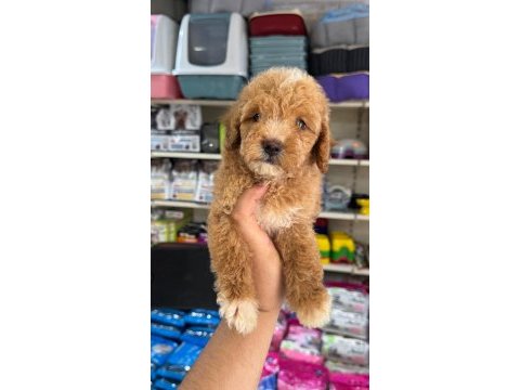 Maltipoo yavrumuz ilk aşıları yapıldı