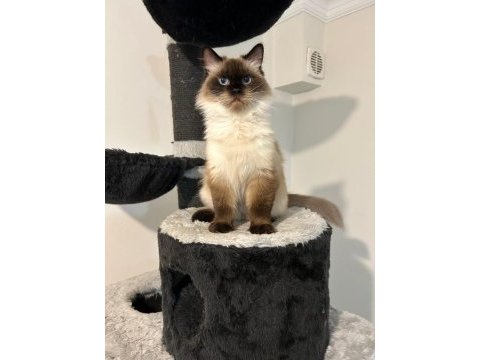 Ücretsiz sahiplendirilecek dişi ragdoll 3 yaşında