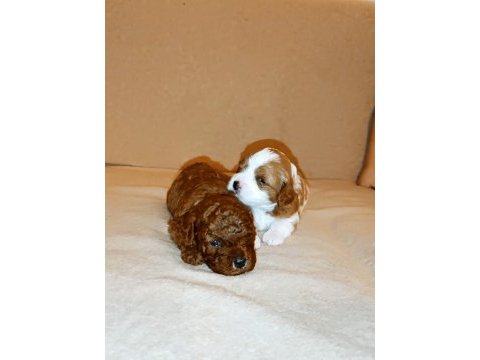 Toy poodle