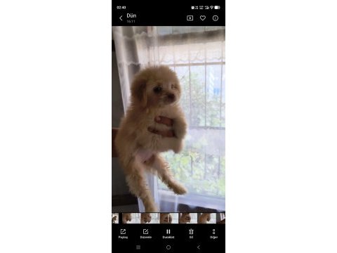 Maltipoo bebişler mavi gözlü