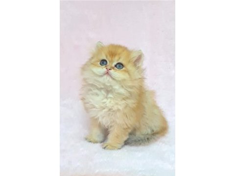 A kalite orijinal british longhair golden yavrum