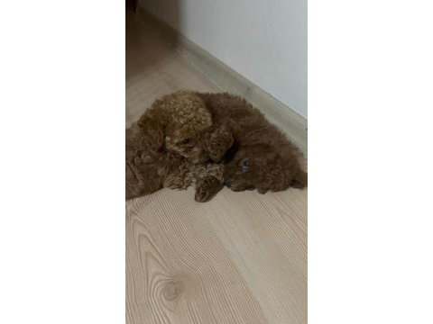 Kore toy poodle