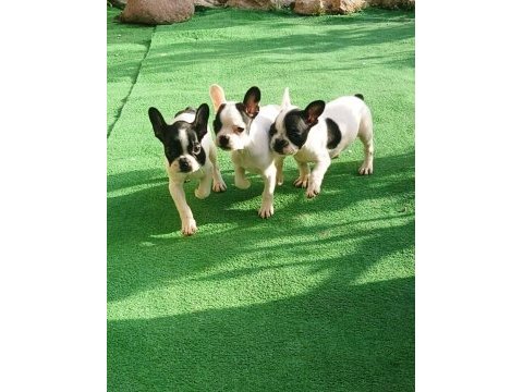Yavru yetişkin french bulldog köpekler