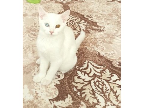 Çok sevimli iki kız kardeş kediler