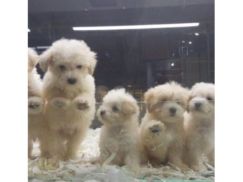 Safkan maltipoo yavrularımız vonalp garantisiyle 