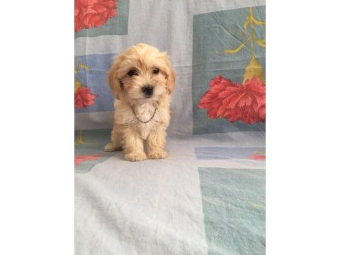 Maltipoo can dostlar ev üretimi