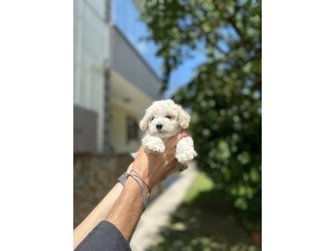 Maltese yavrular