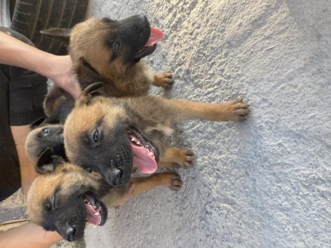 Yerinde duramayan yaramaz belçika kurdu yavruları