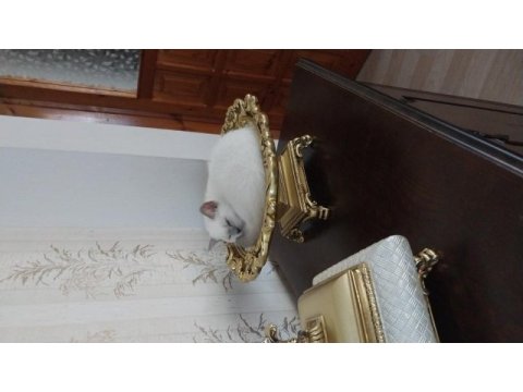 British shorthair blue point dişi