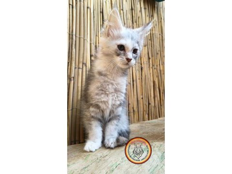 Lo şecereli maine coon kediler