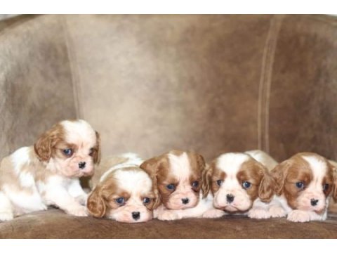 Cavalier king charles yavrular
