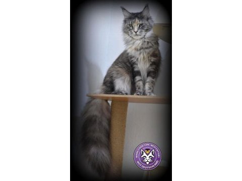 Lo şecereli maine coon kediler