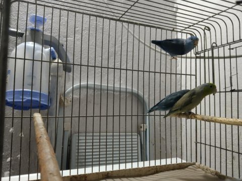 Yavru ister damızlık forpus papağanı vardır