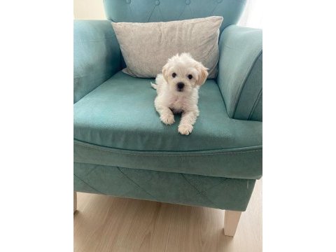 Maltese terrier yavrularımız