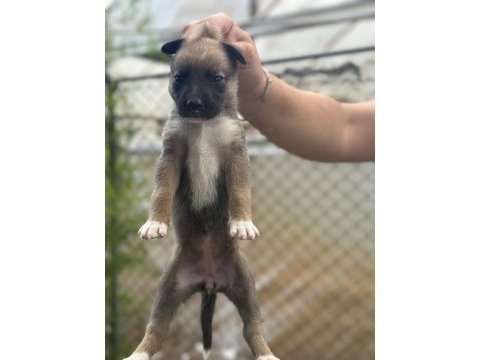 Malinois yavruları yalova