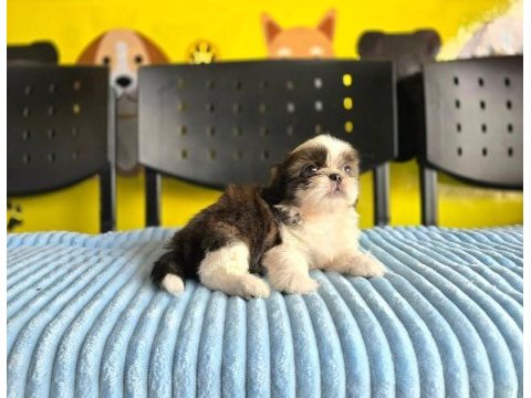 Korean morkie bebekler 2 kg