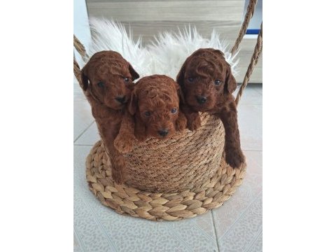 Mınik poodle yavrularımız