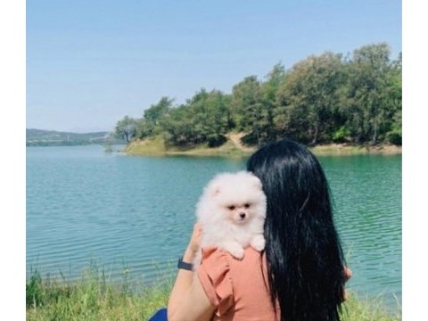 Pomeranian boo teacup üst kalite erkek yavrumuz