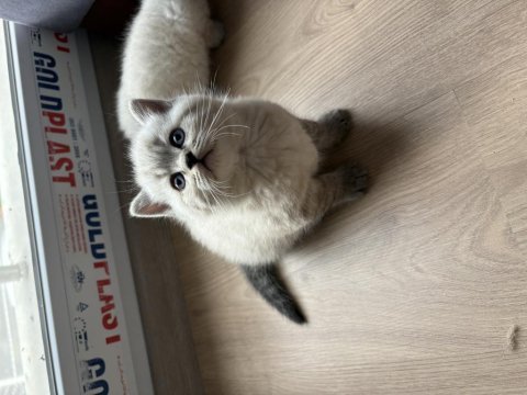 Blue point güzel british kızlarım