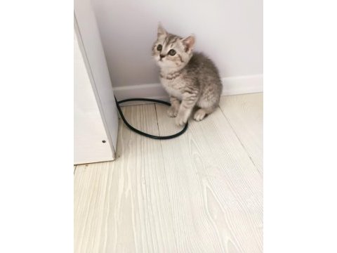 British shorthair 60 günlük