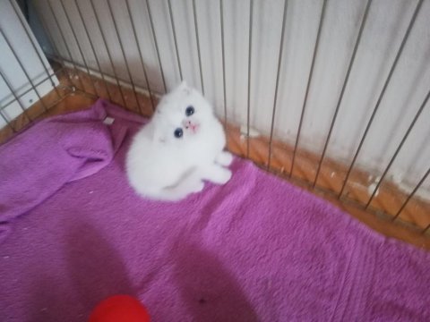 Scottish fold 2 aylık yavrular verilmeye hazır