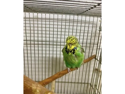 Show jumbo dişi muhabbet kuşu