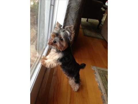 Yorkshire terrier wc eğitimli yanlız kalır sıfır numara