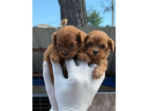 Ev doğumlu maltipoo yavrular