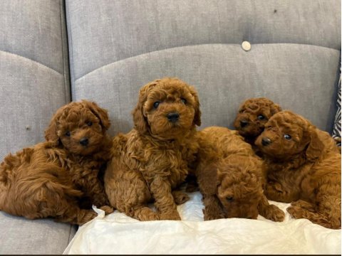 Safkan toy poodle bebekleri