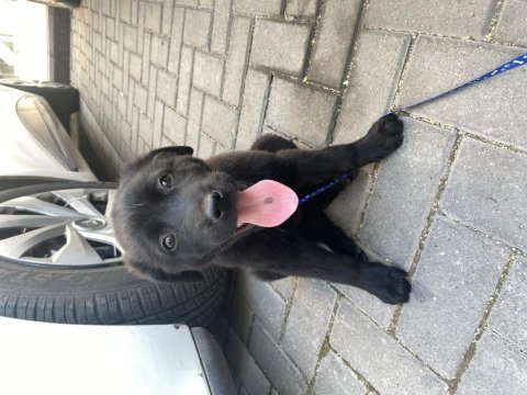 Has labrador yavrusu