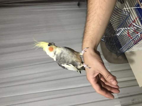 Sultan papağanı erkek