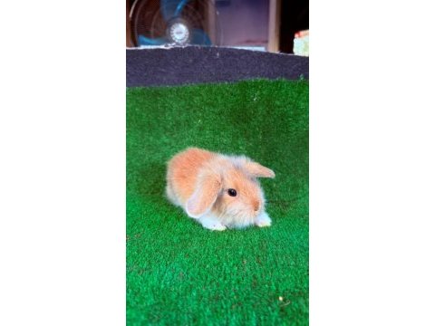 Safkan hollanda lop ve cüce tavşan yavrular