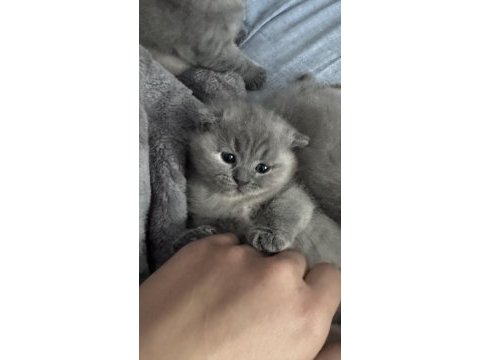 3 tane dişi kırık kulak güzeller güzeli scottish fold bebek