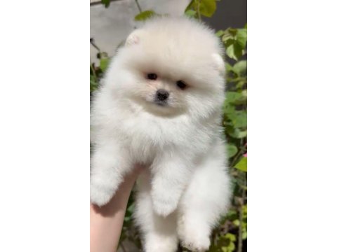 Pomeranian yavrumuz