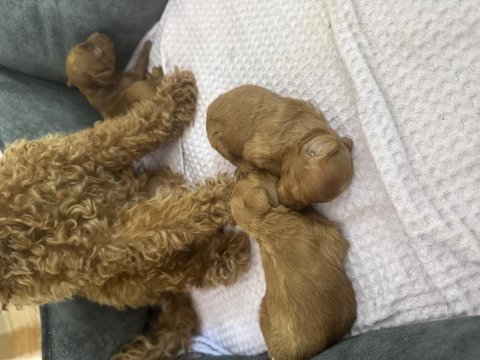 Yavru a kalite 2 dişi ve 1 erkek yavru poodle